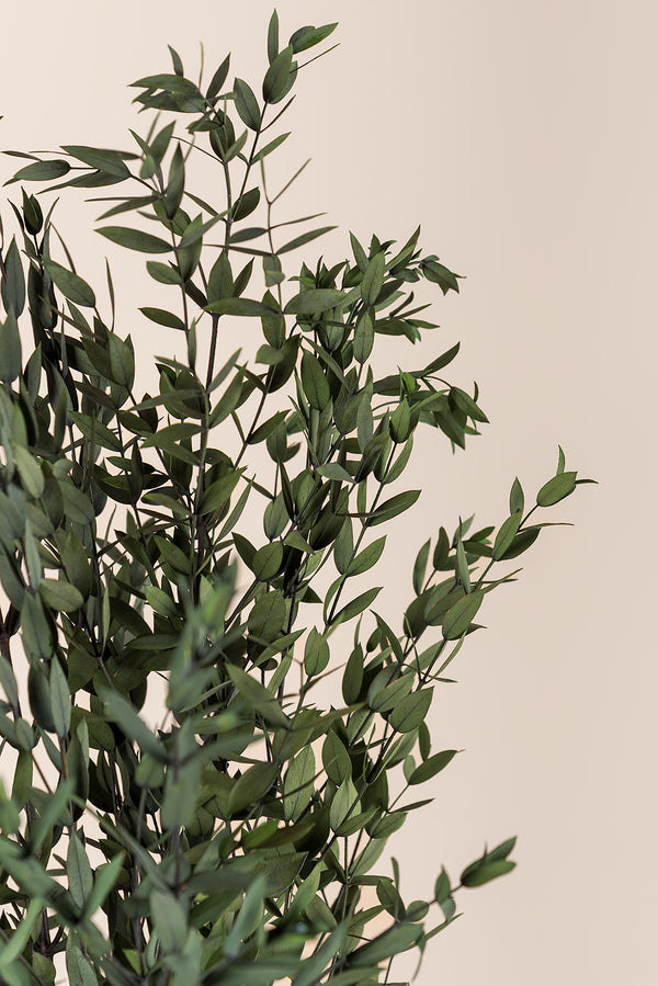 Parvifolia