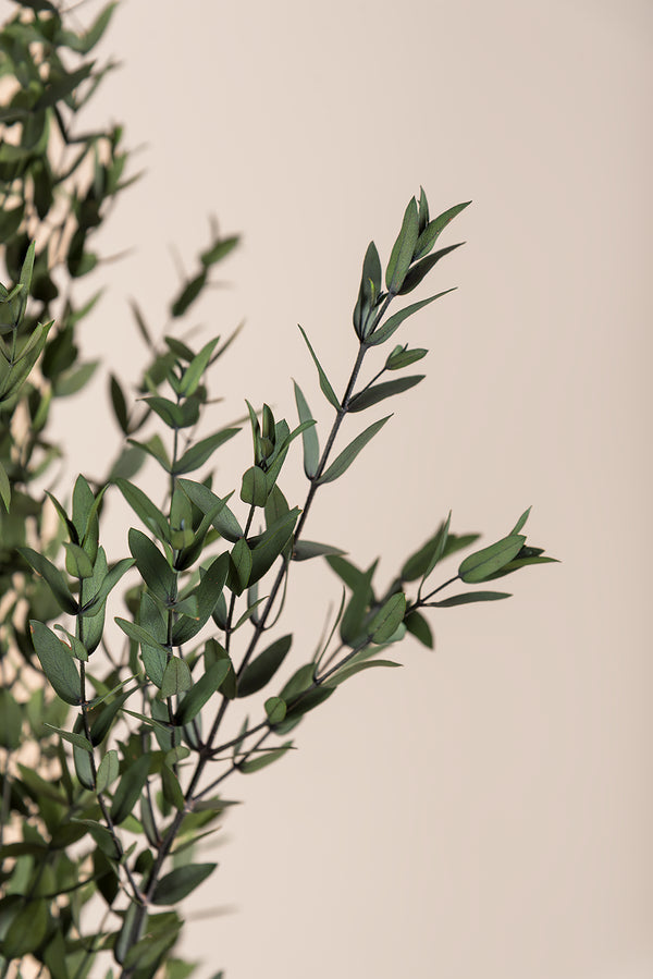 Parvifolia