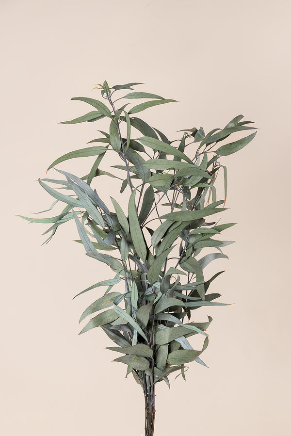 Pendula