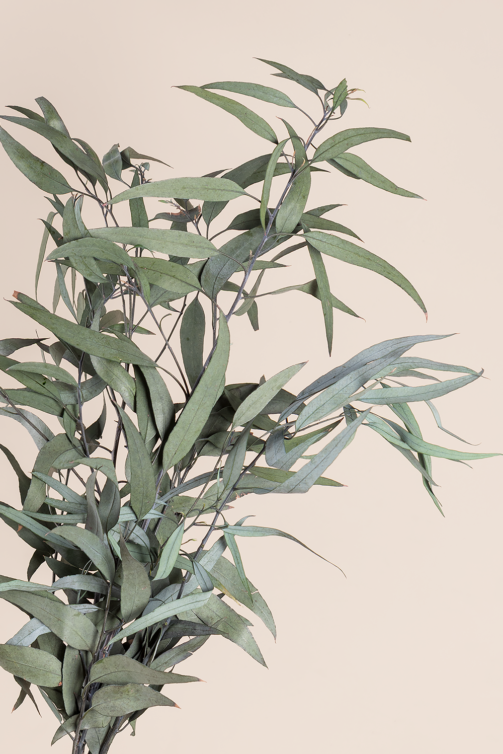 Pendula