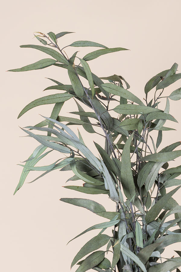 Pendula