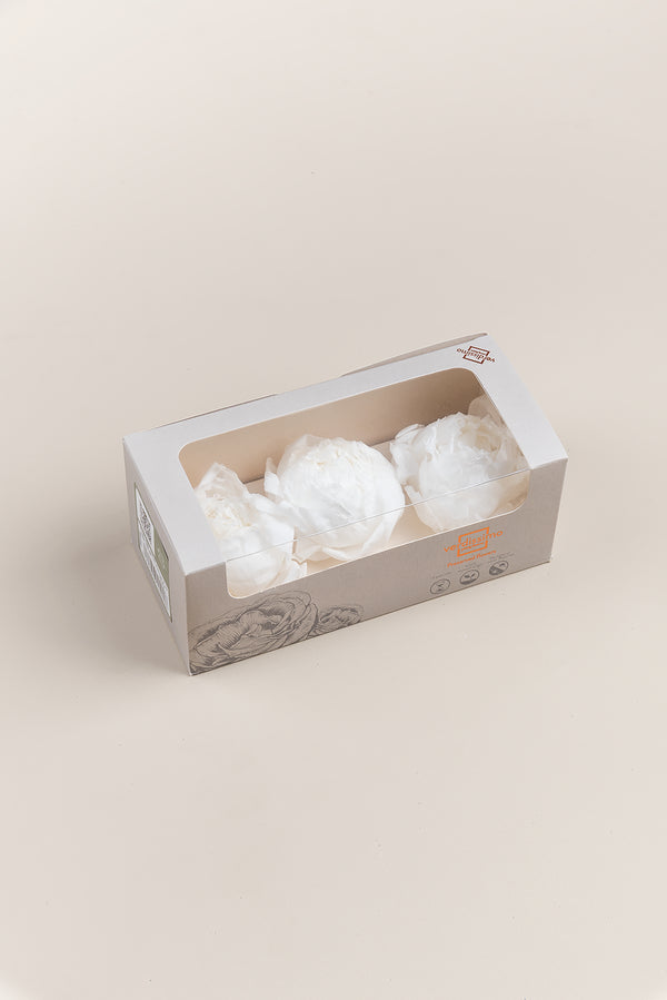 Peonía - Caja 3 cabezas