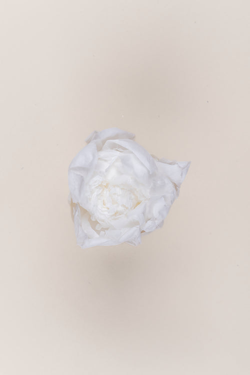 Pivoine - Boîte 3 têtes