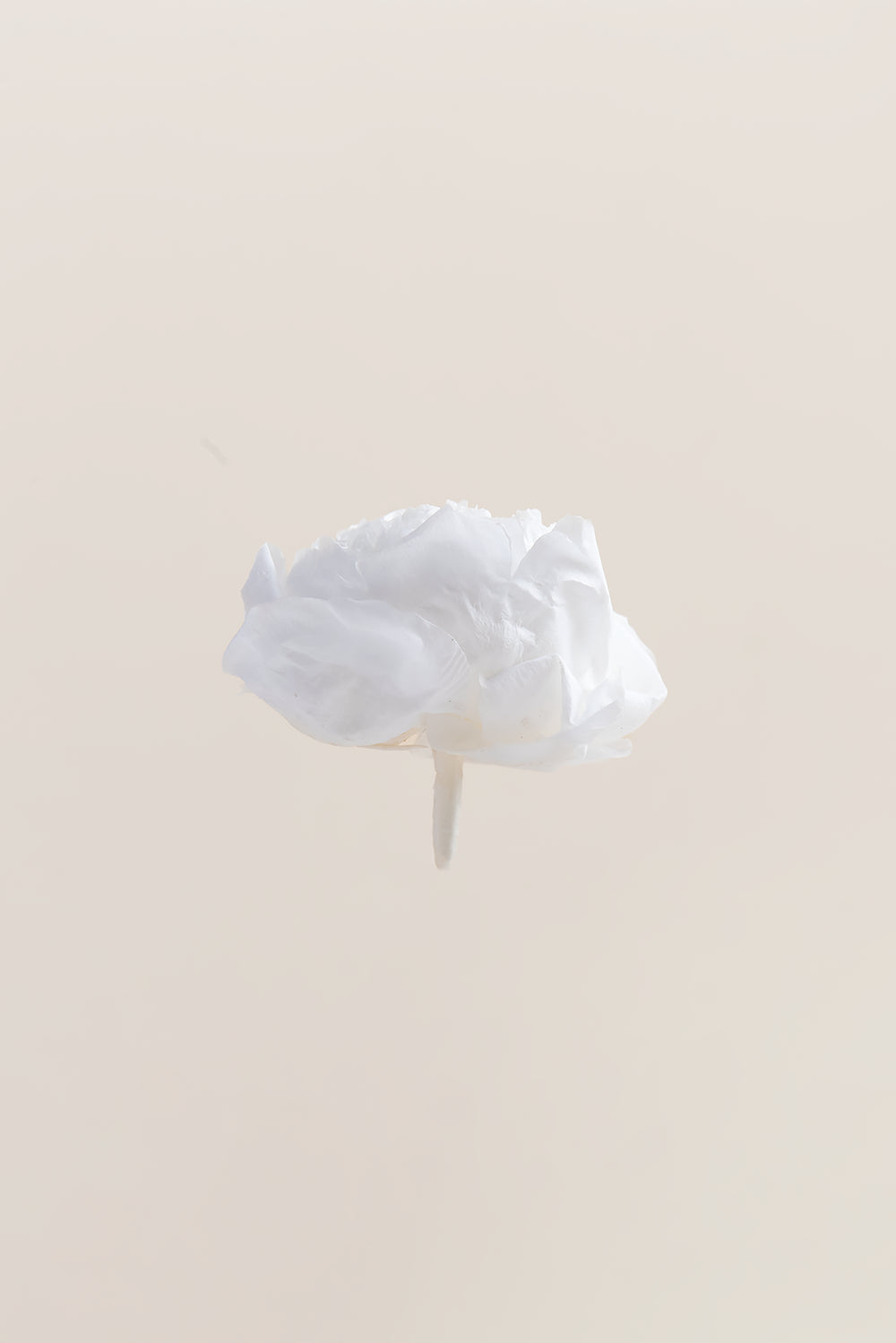 Pivoine - Boîte 3 têtes