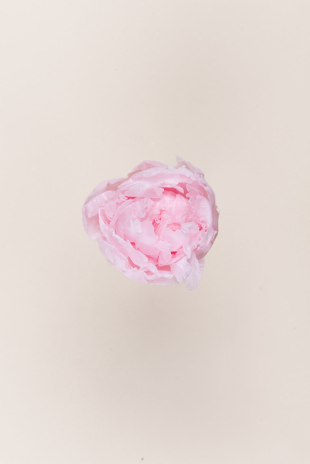 Pivoine - Boîte 3 têtes