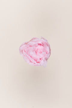 Rose pâle