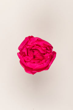 Rose foncé