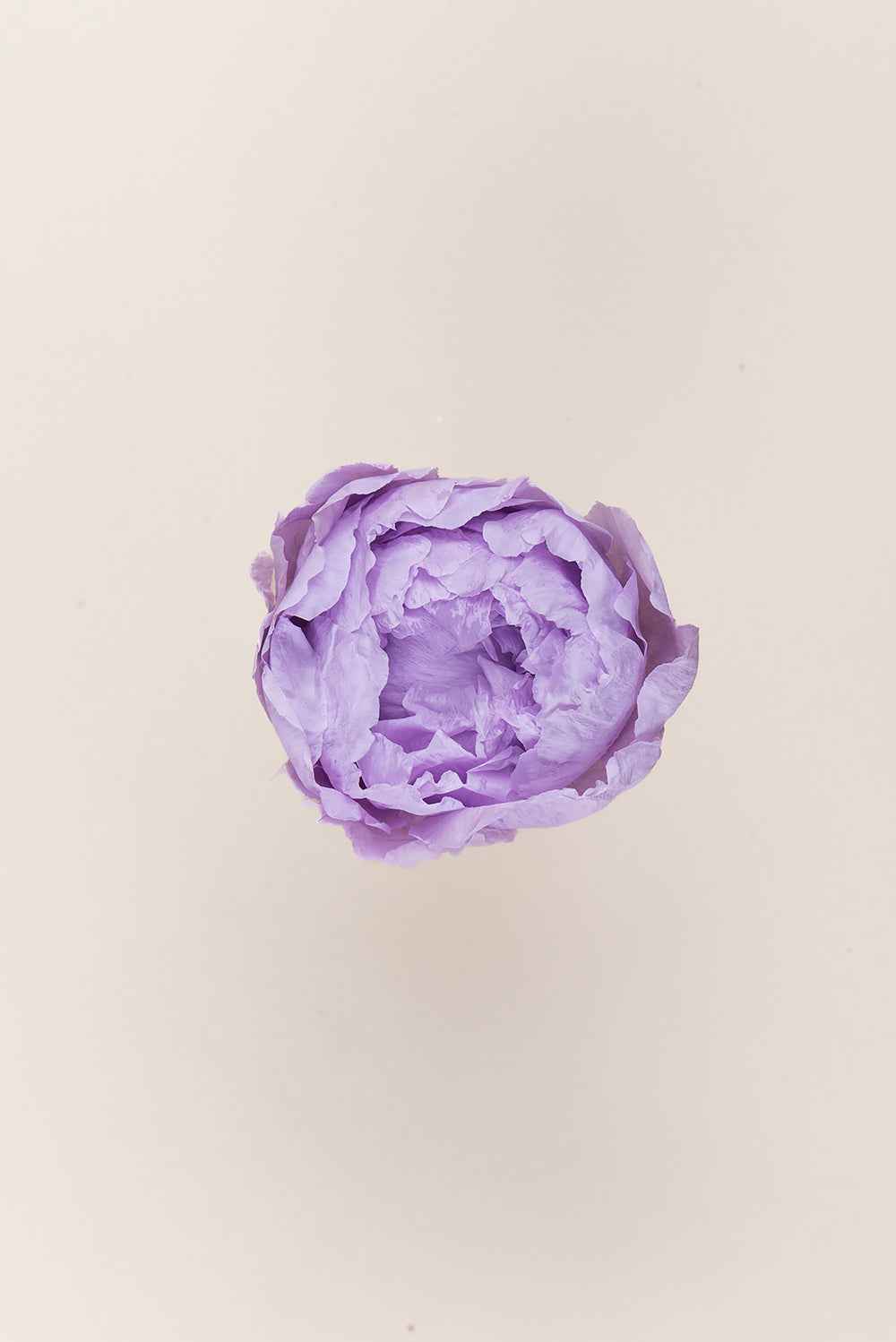 Pivoine - Boîte 3 têtes