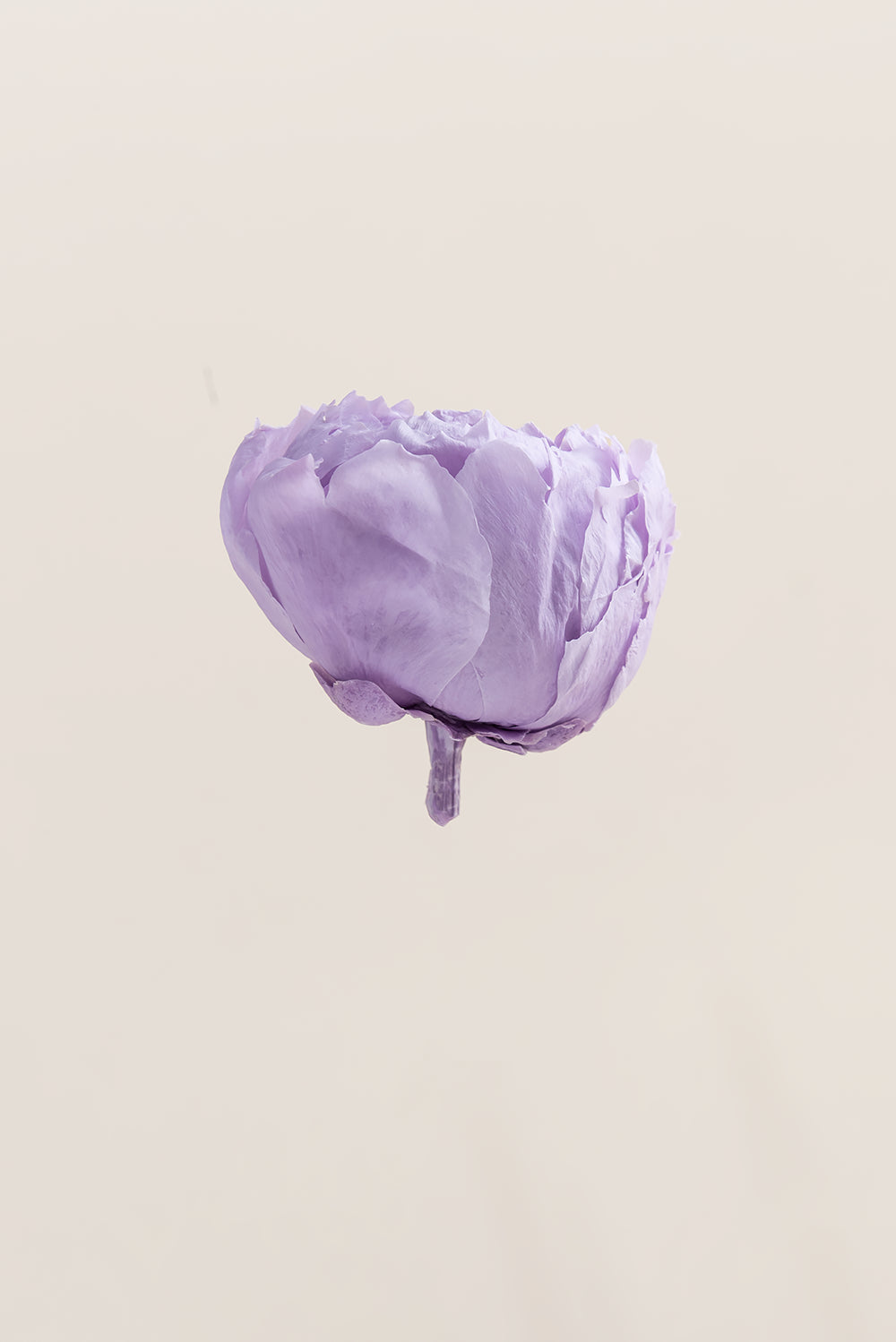 Pivoine - Boîte 3 têtes
