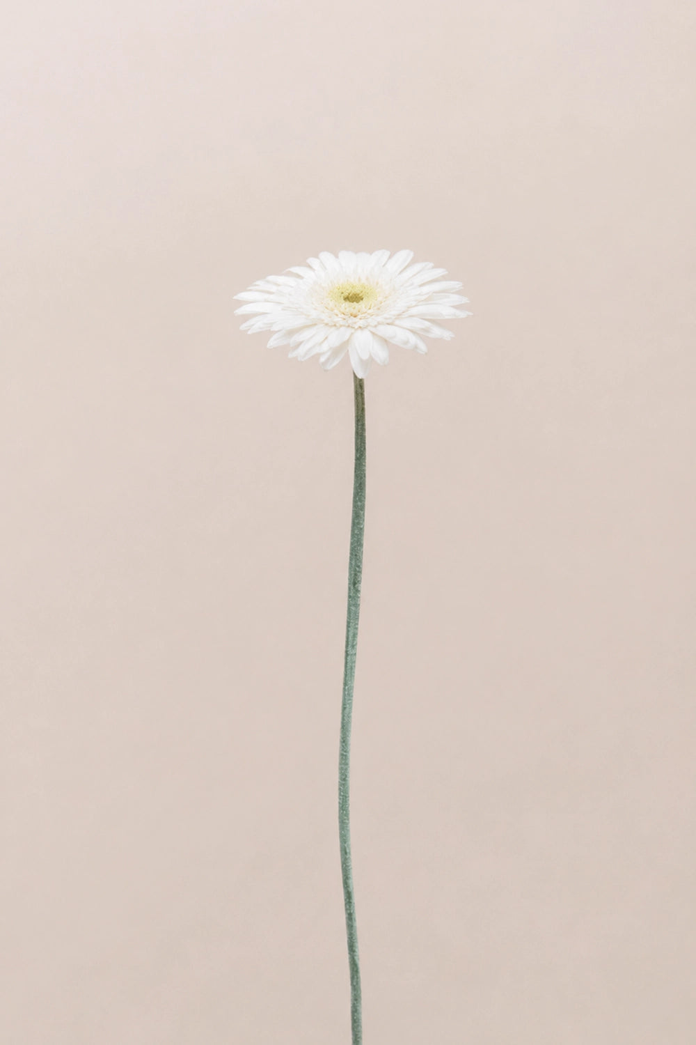 Gerberas Avec Tiges - Boîte 4 u.