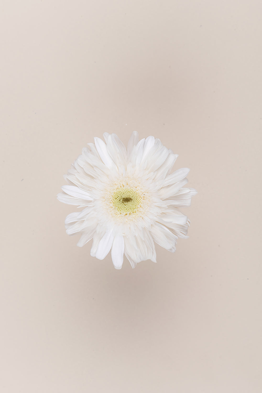 Gerberas Avec Tiges - Boîte 4 u.