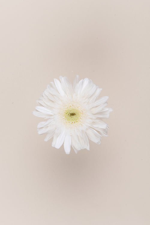 Gerbera - Box 4 heads
