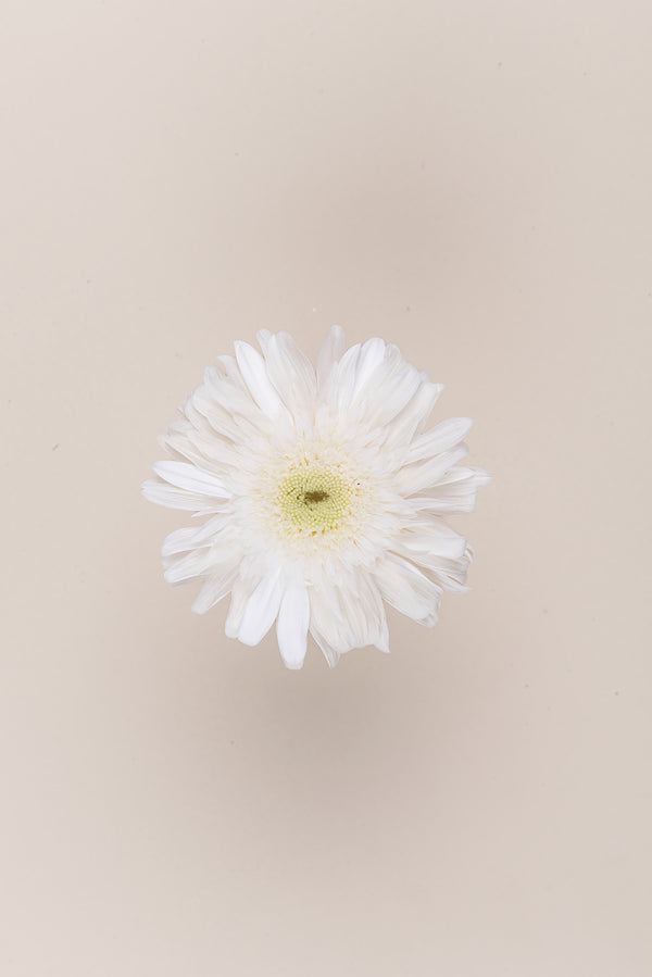 Gerbera - Box 4 heads