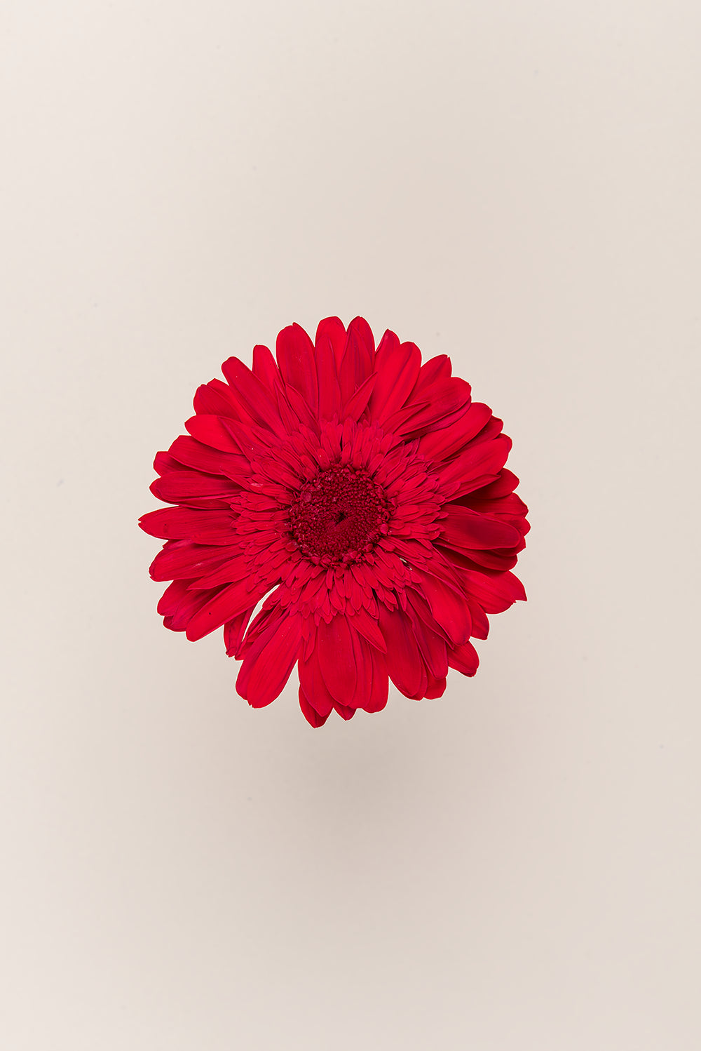 Gerberas Avec Tiges - Boîte 4 u.
