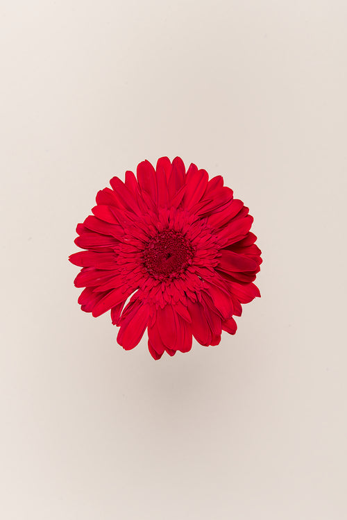 Gerbera - Box 4 heads