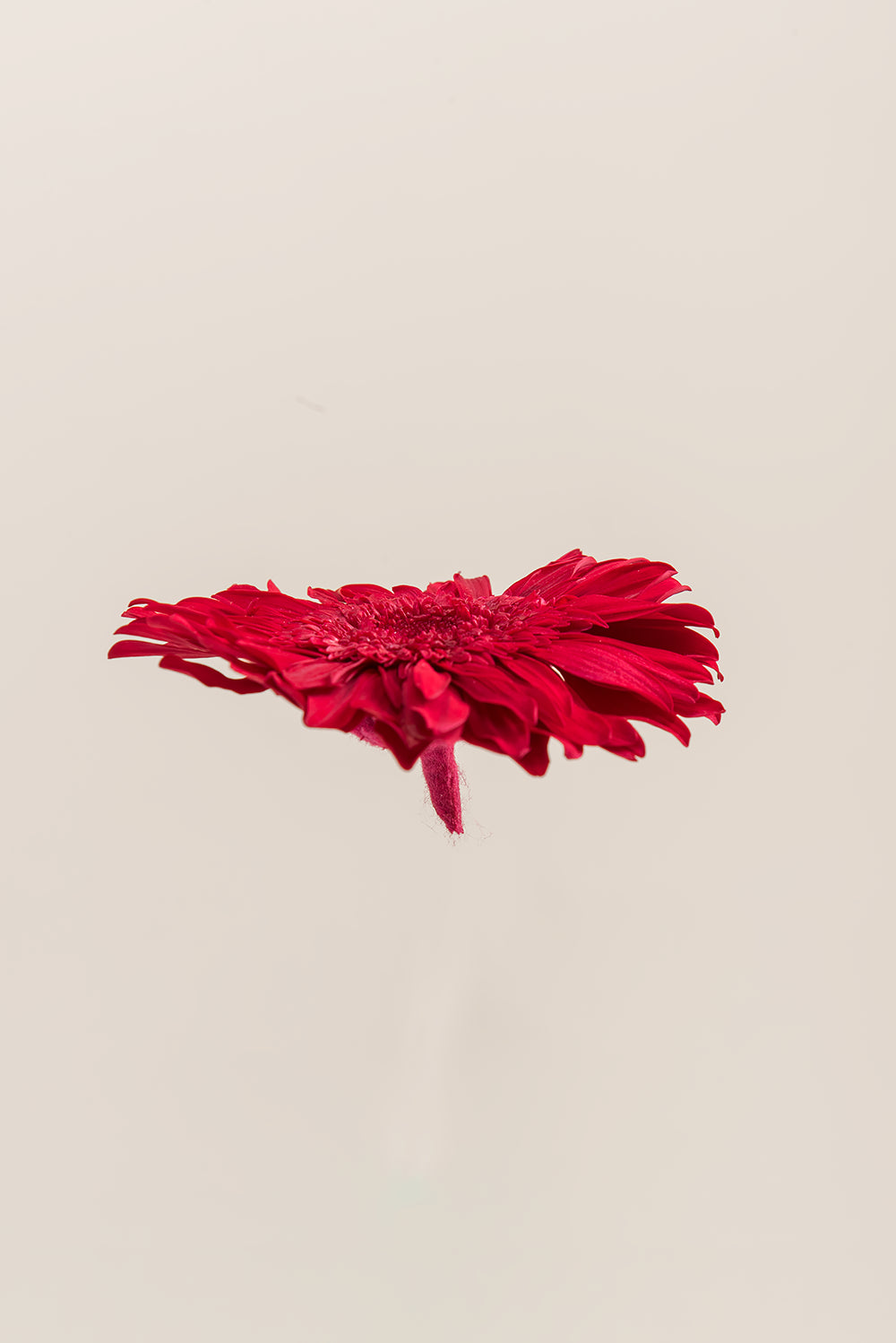 Gerberas Avec Tiges - Boîte 4 u.