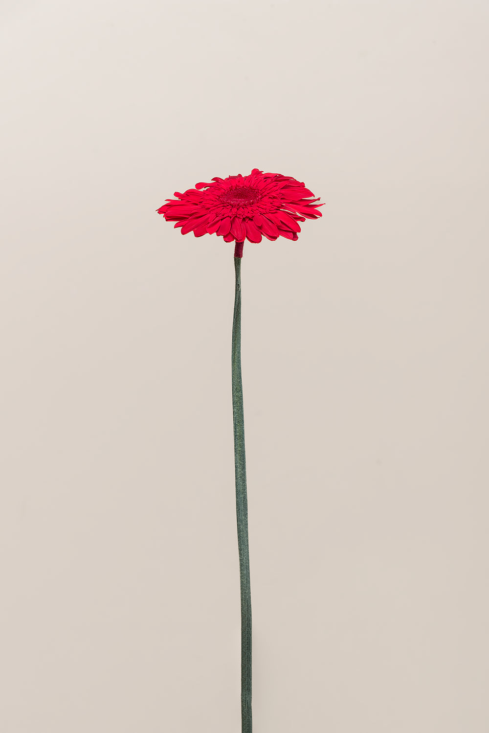 Gerberas Avec Tiges - Boîte 4 u.