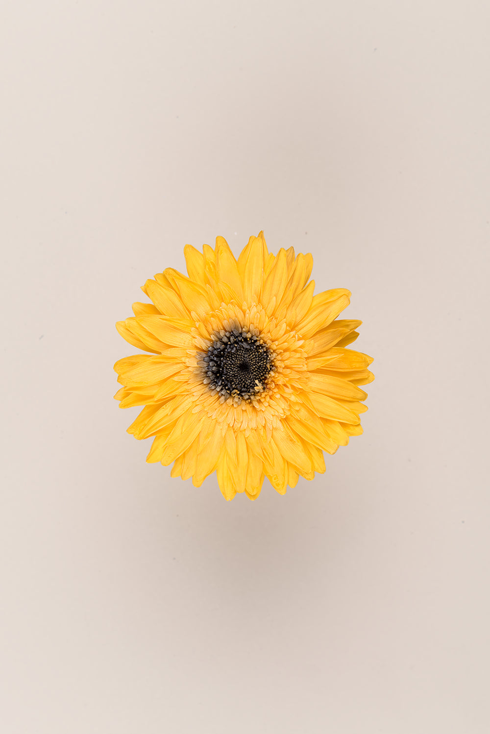 Gerberas Avec Tiges - Boîte 4 u.