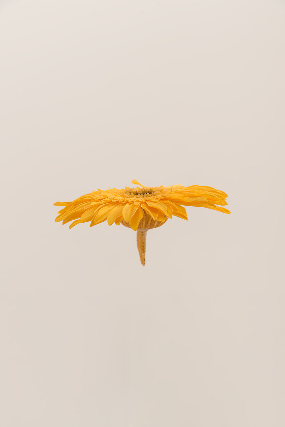 Gerberas Avec Tiges - Boîte 4 u.