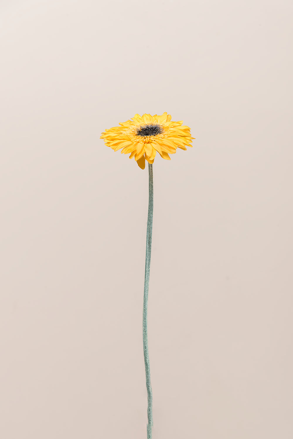 Gerberas Avec Tiges - Boîte 4 u.