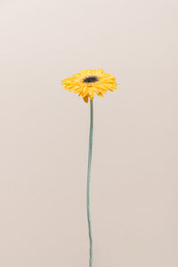 Warm Yellow