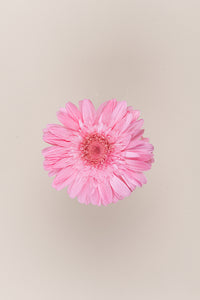 Pastel Pink