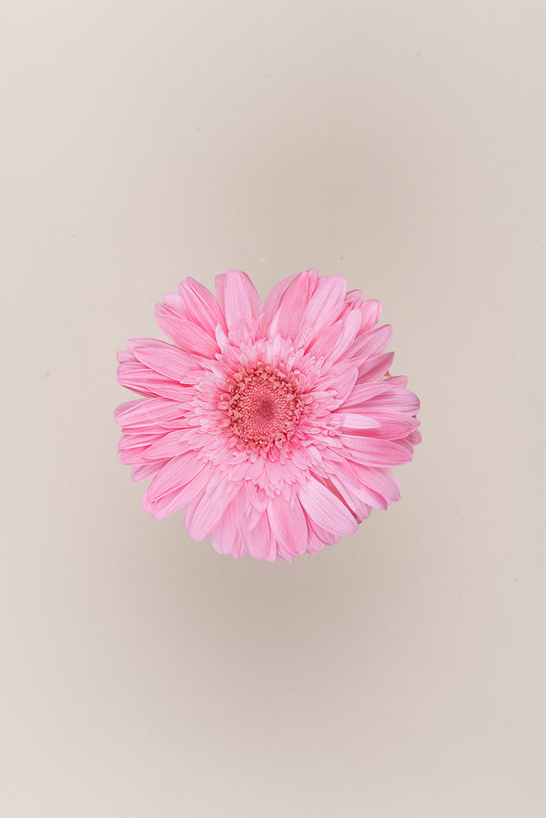 Gerbera - Box 4 heads