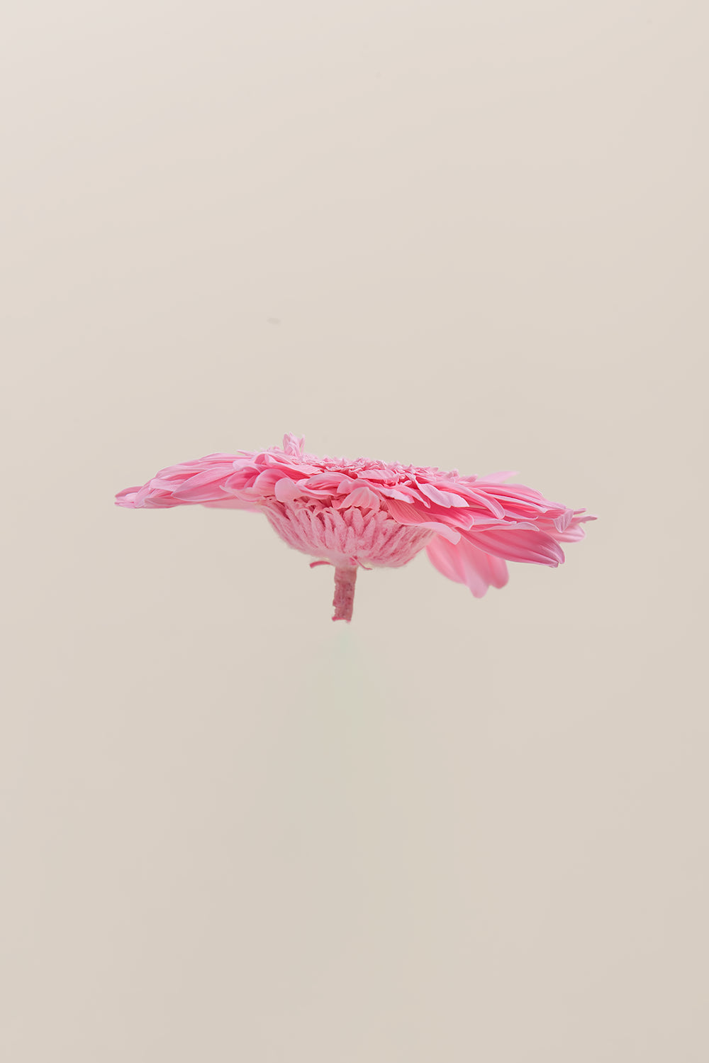 Gerberas Avec Tiges - Boîte 4 u.