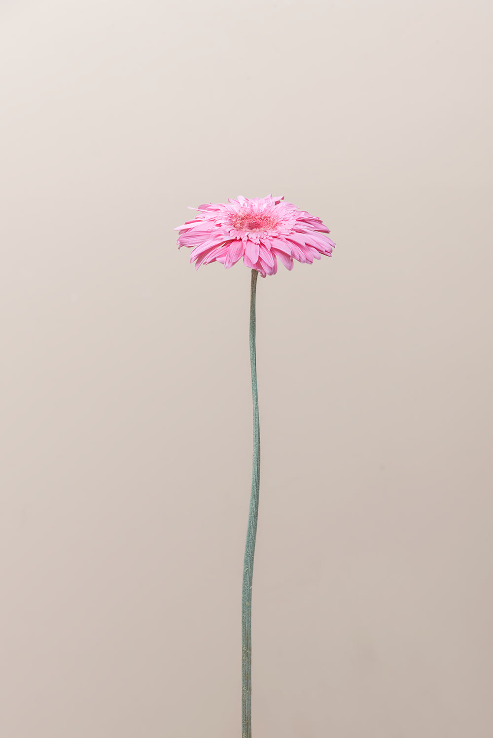 Gerberas Avec Tiges - Boîte 4 u.