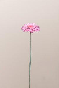 Pastel Pink
