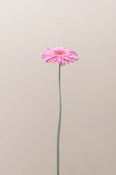 Rose pâle