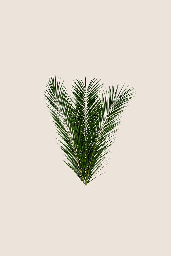 Phoenix Canariensis