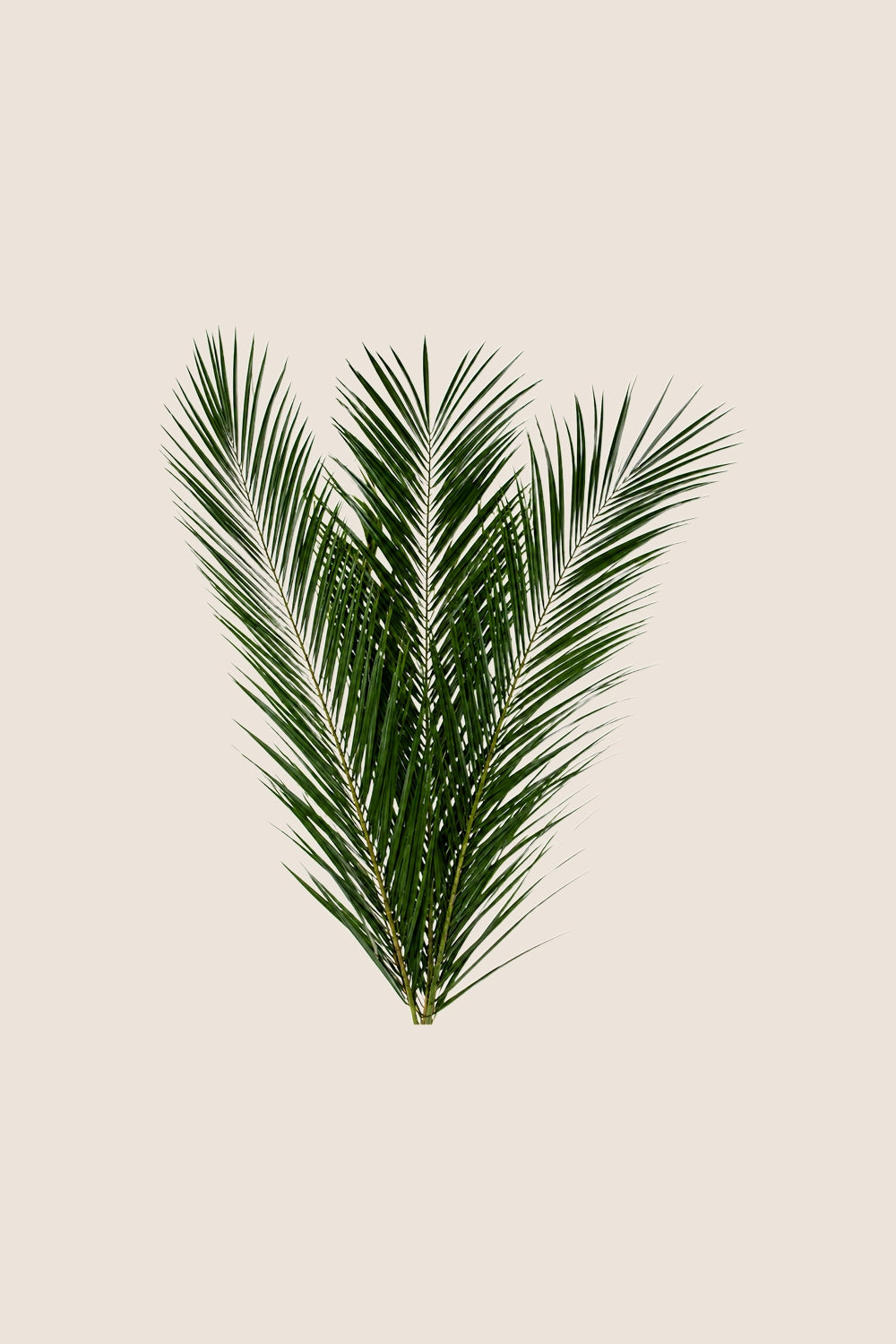 Phoenix Canariensis