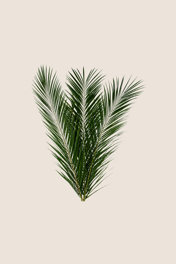 Phoenix Canariensis