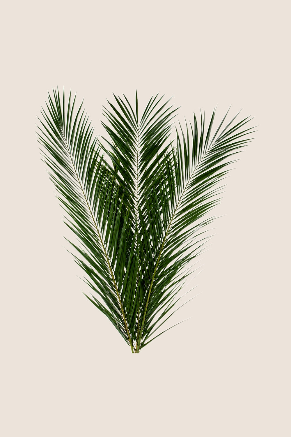 Phoenix Canariensis