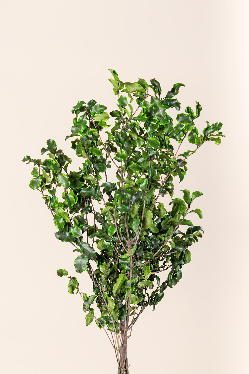 Pittosporum