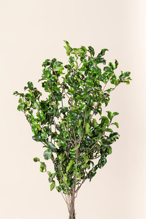 Pittosporum