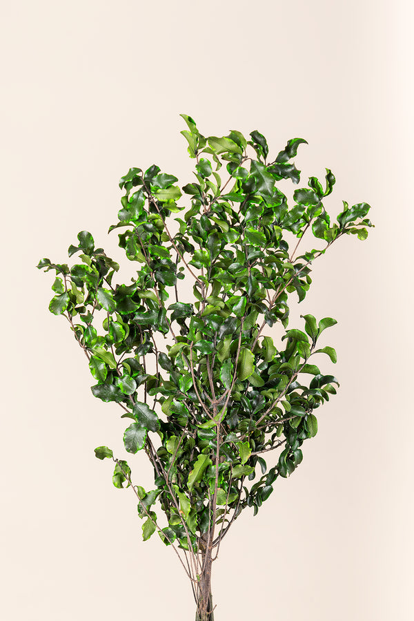 Pittosporum Massenware