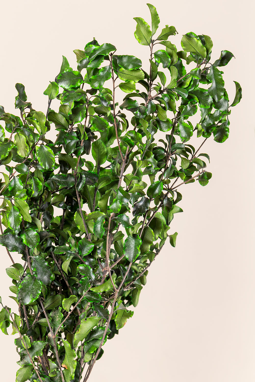 Pittosporum