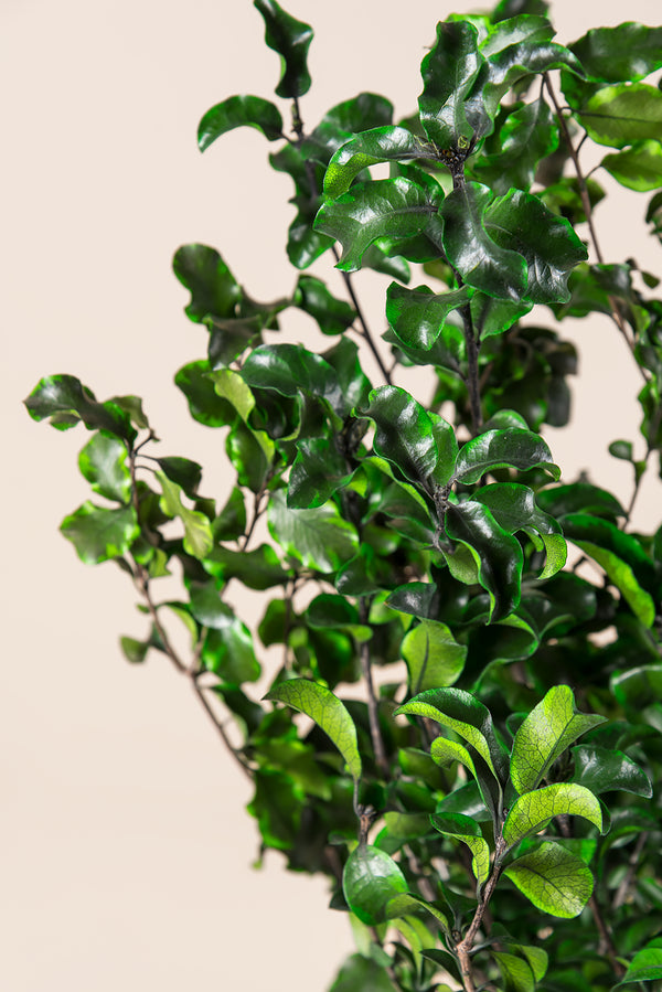 Pittosporum