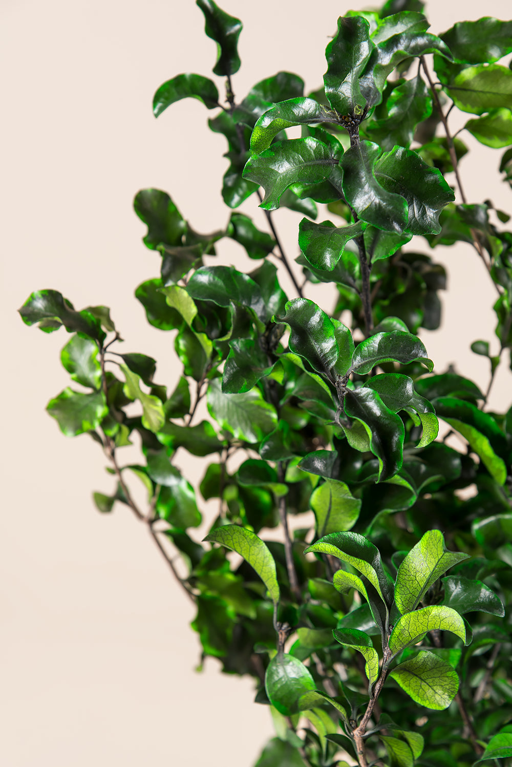 Pittosporum a granel