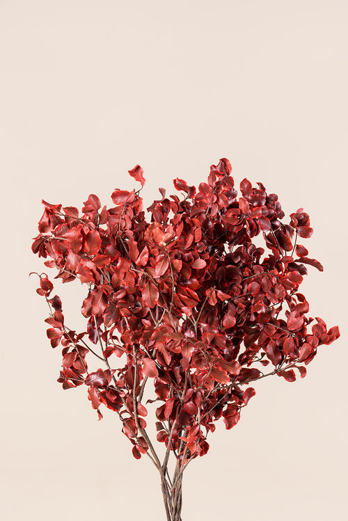 Pittosporum