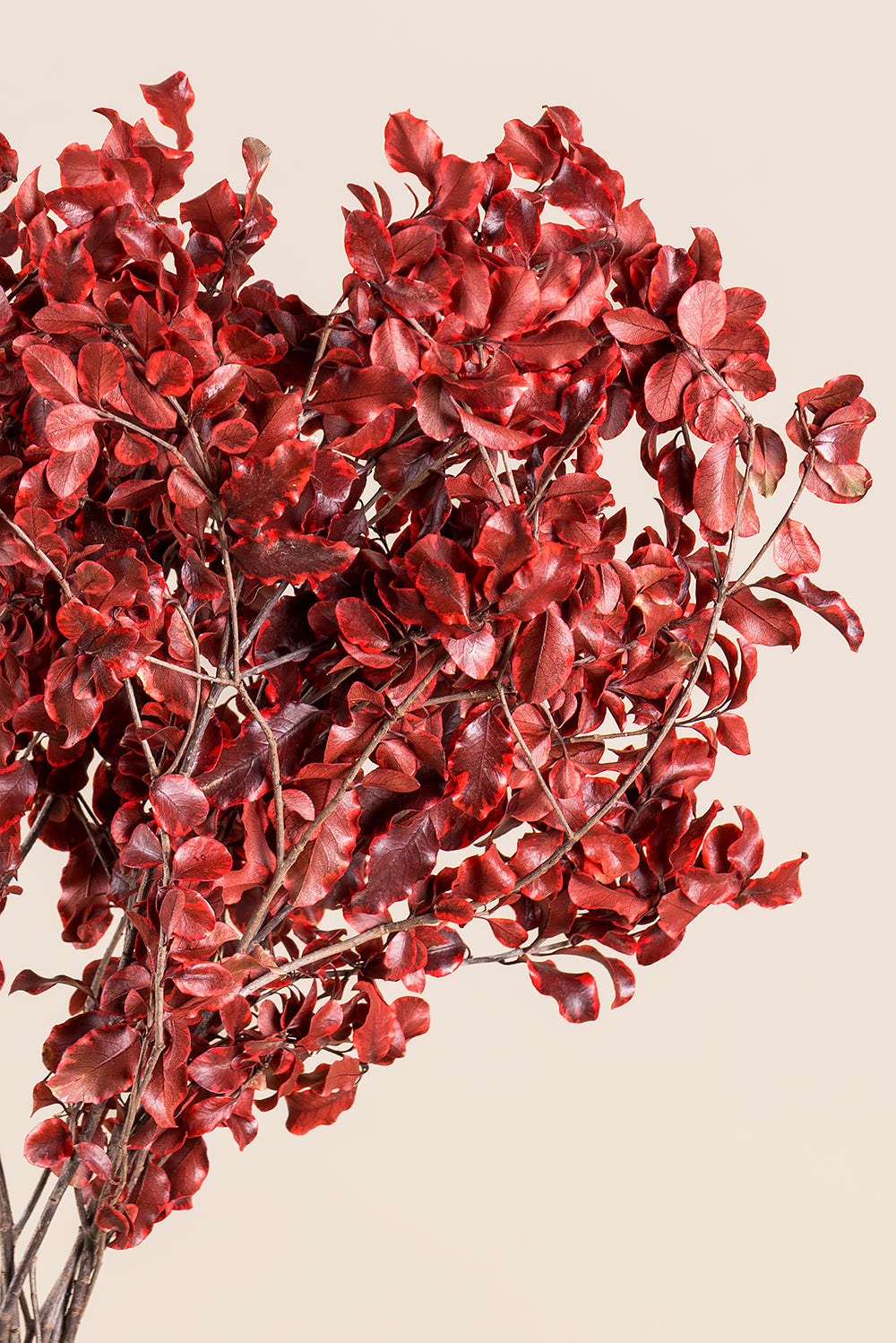 Pittosporum