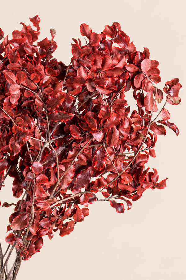 Pittosporum