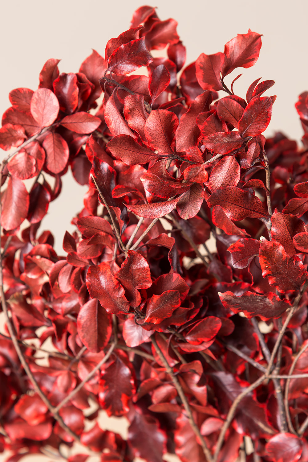 Pittosporum