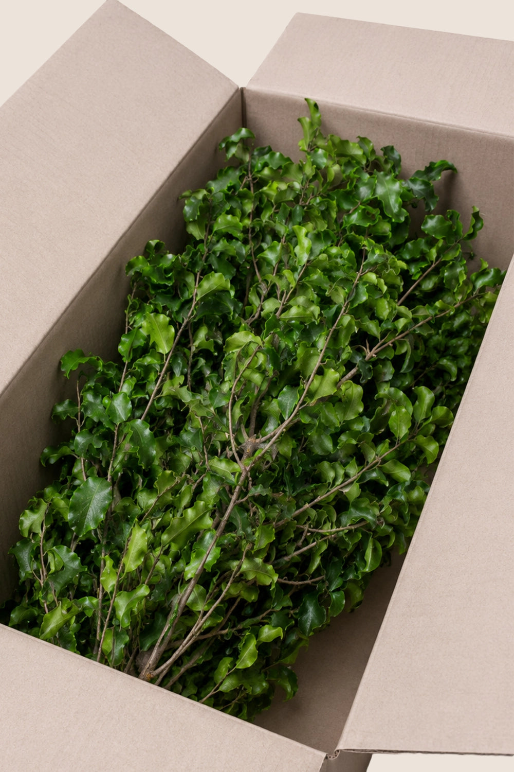 Pittosporum a granel