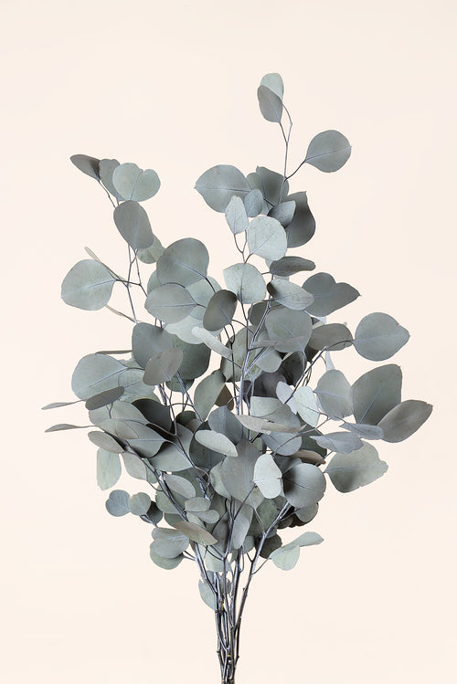 Populus