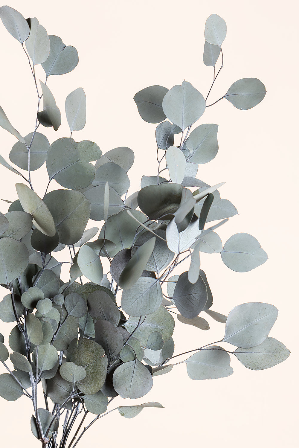 Populus