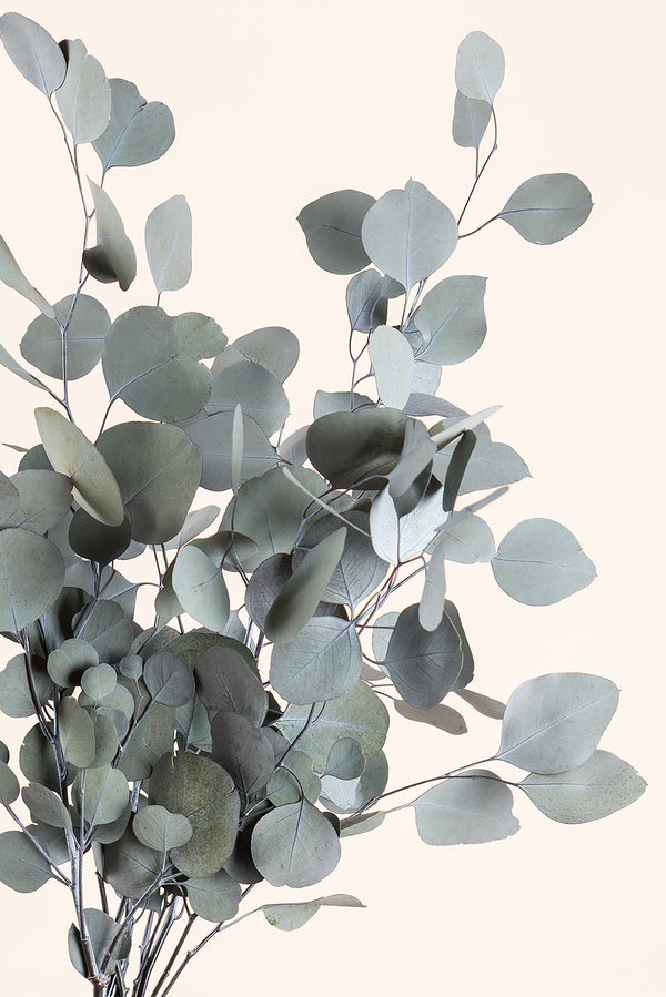 Populus
