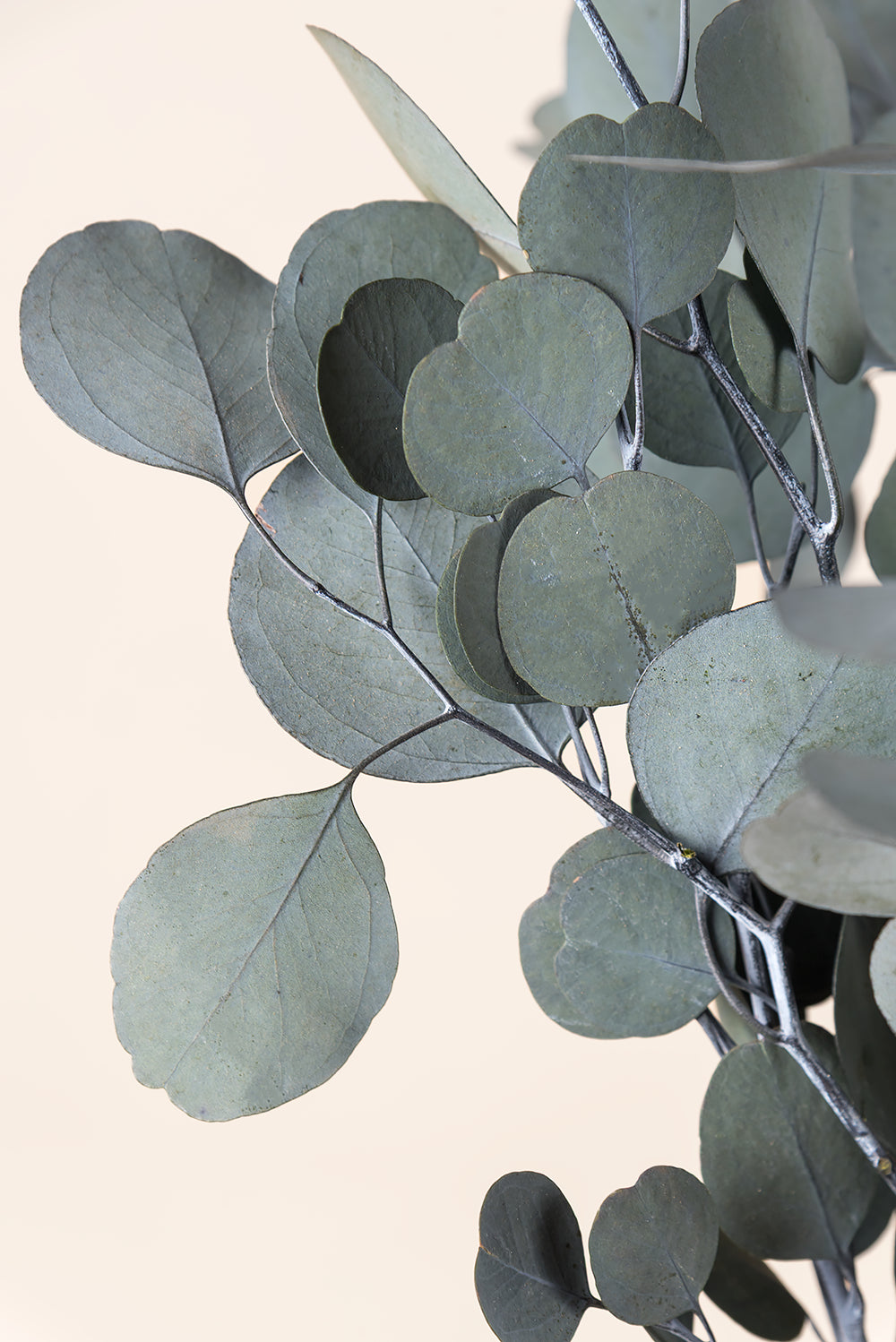 Populus